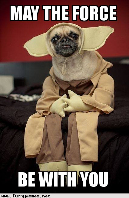 Star Wars pug - Funny Memes