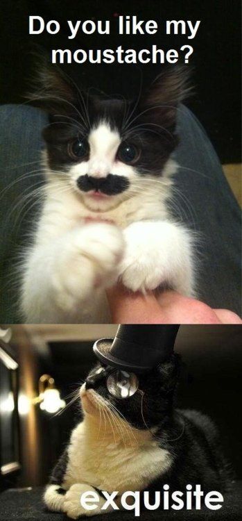 Moustache Cat - Funny Memes