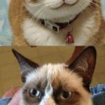 Animal Memes - dont worry