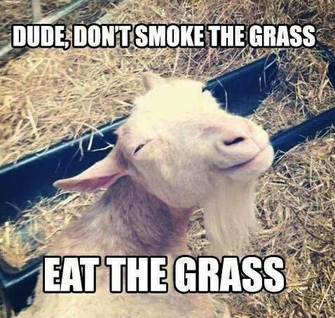 Animal Memes - eat the grass