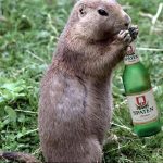 Animal Memes - i could gopher a beer