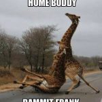 Animals Memes - dammit frank