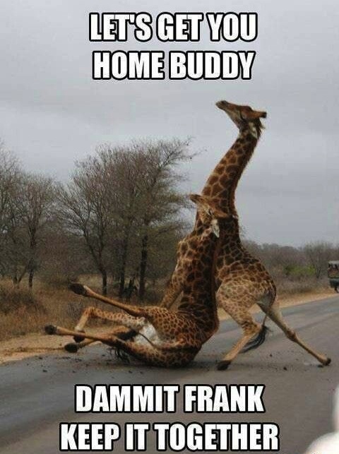 Animals Memes - dammit frank