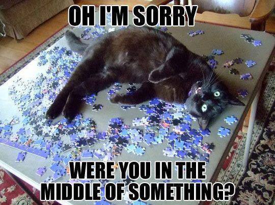 Funny Animal Memes - oh im sorry