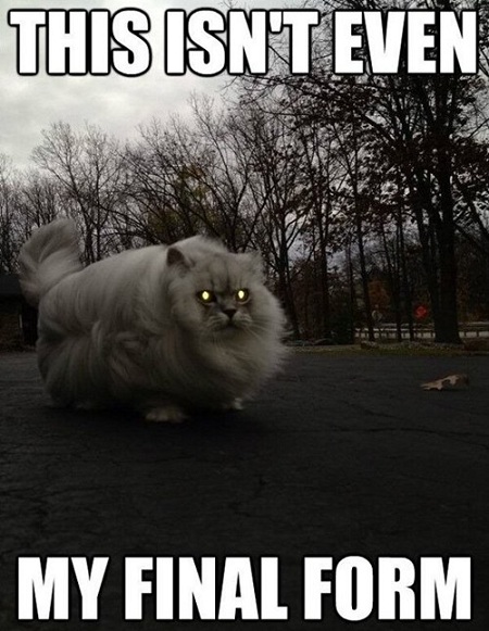 Funny Animal Memes - this isnt even my final form