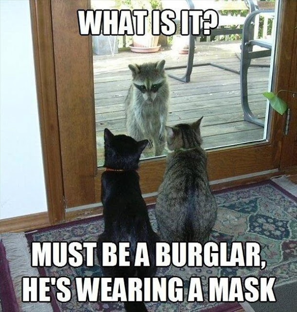 Funny Animal Memes - what is it