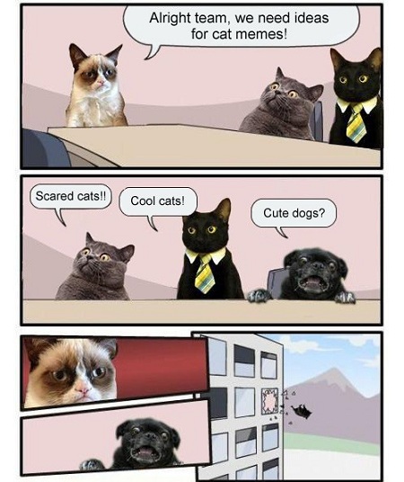 Funny Animals Memes - meanwhile at the cat meme factory