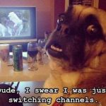 Animal Memes - dude i swear
