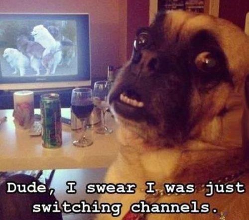 Animal Memes - dude i swear