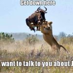 Animal Memes - get down here