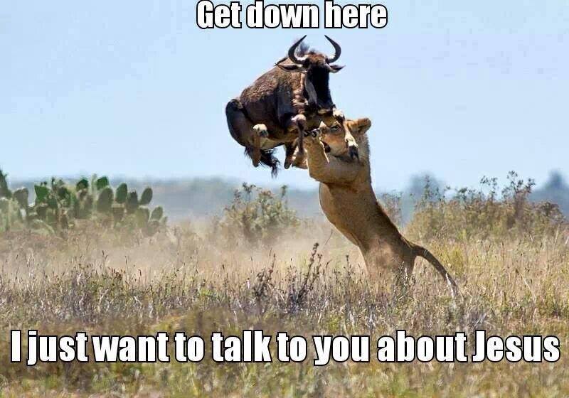 Animal Memes - get down here