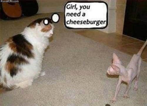 Animal Memes - girl you need a cheeseburger