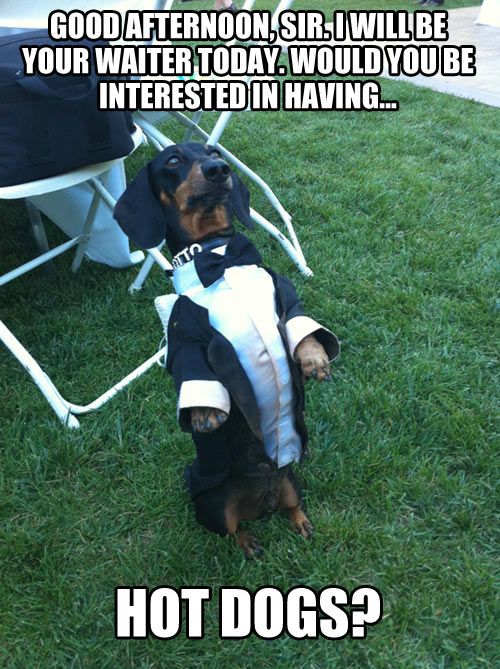 Animal Memes - good afternoon sir