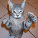 Animal Memes - i dont do touchy feely