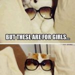 Cat Memes: but these are for girls