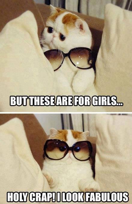 Cat Memes: but these are for girls
