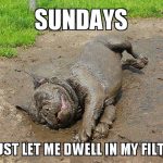 Funny Animal Memes - just let me dwell
