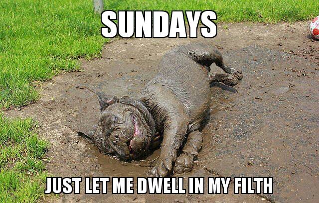 Funny Animal Memes - just let me dwell