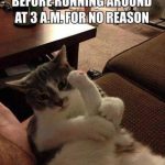 Funny Animal Memes - just stretching
