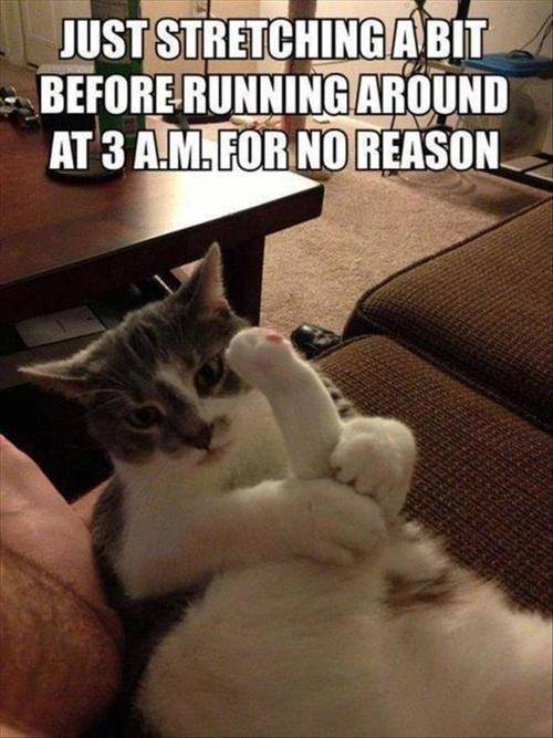 Funny Animal Memes - just stretching
