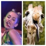 Funny Animal Memes - pretty similar