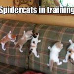 Funny Animal Memes - spidercats