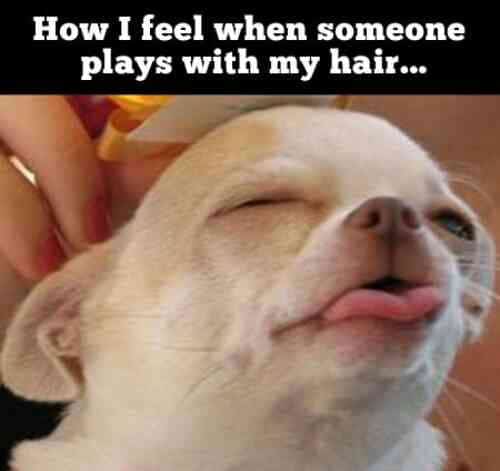Funny Animal Memes - when someone plays with my hair