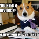Funny Animal Memes - you need a divorce