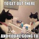 Funny Animal Memes - youre going to get there