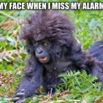 Funny Animals Memes - my face when i miss my alarm