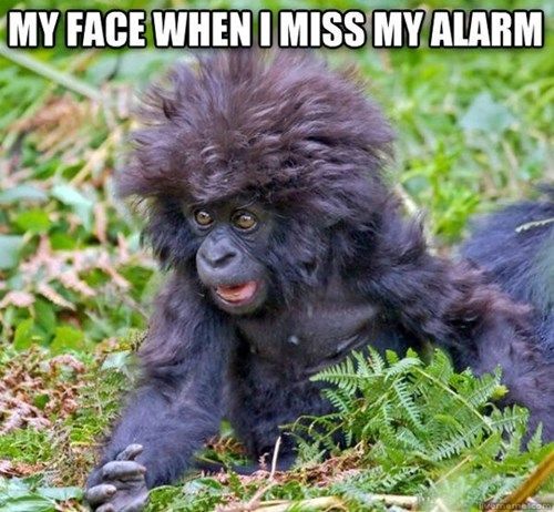 Funny Animals Memes - my face when i miss my alarm