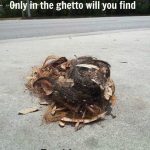 Funny Memes - only in the ghetto