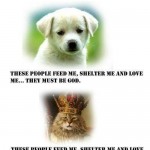 Animal Memes - difference between cat and dog