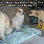 Animal Memes - dont stare