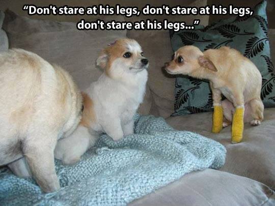 Animal Memes - dont stare