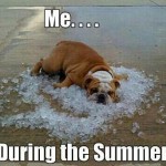 Animal Memes - during the summer