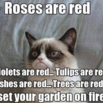 Animal Memes - grumpy cat roses