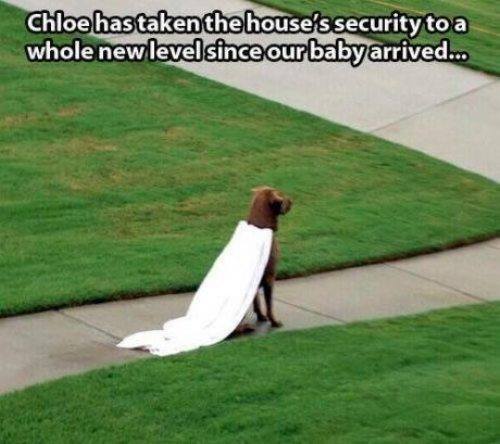 Animal Memes - guard dog