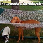 Animal Memes - i have made