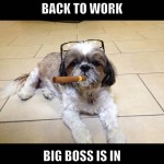 Animal Memes: back to work