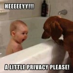 Animal Memes: a little privacy