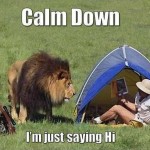 Animals Memes: calm down