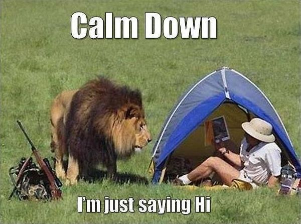Animals Memes: calm down