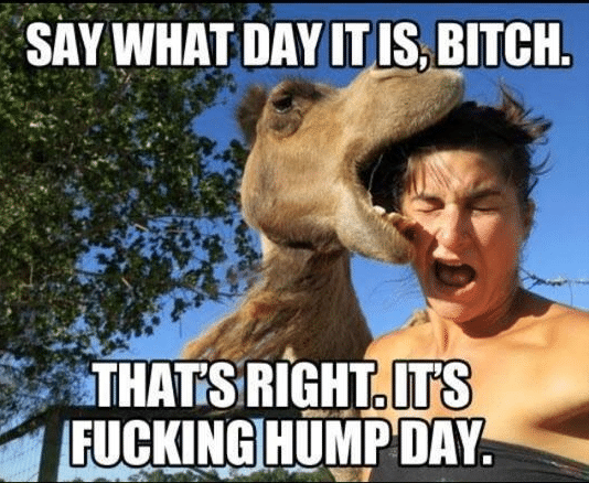 Funny Animal Memes - its hump day