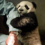 Funny Animal Memes - please dont leave