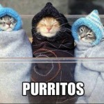 Funny Animal Memes - purritos
