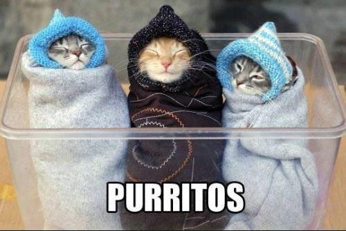 Funny Animal Memes - purritos