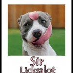 Funny Animal Memes - sir licksalot