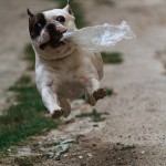 Funny Animal Memes - start the car