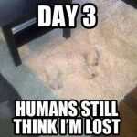 Funny Animal Memes - still think im lost